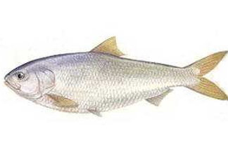 鰣魚和響魚是兩種魚嗎？鰣魚和鯽魚的區(qū)別