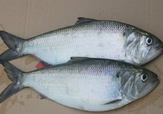 鰣魚什么時(shí)候最好吃？長(zhǎng)江鰣魚什么上市