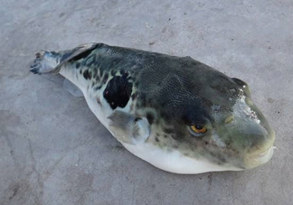 河豚魚怎么吃？河豚魚怎么去毒