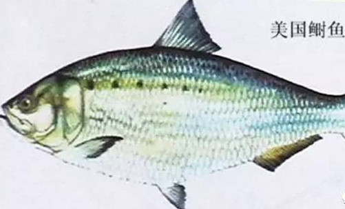 為什么吃清蒸海鰣魚都是半條？鰣魚有什么營養(yǎng)價(jià)值