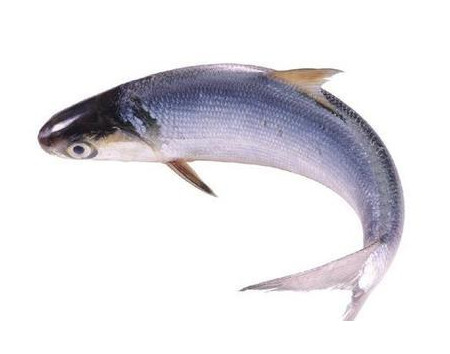 為什么吃清蒸海鰣魚都是半條？鰣魚有什么營養(yǎng)價(jià)值