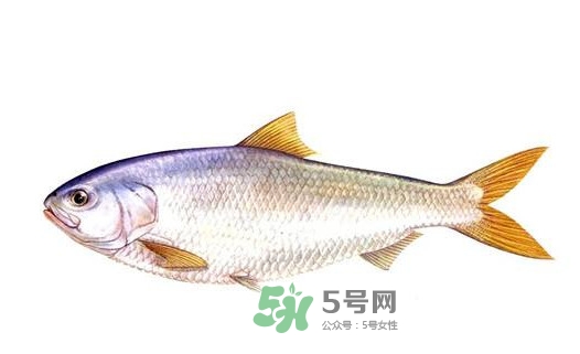 鰣魚的魚鱗能吃嗎？鰣魚為什么不去魚鱗