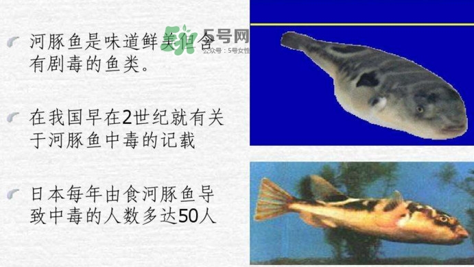 河豚中毒會(huì)產(chǎn)生幻覺(jué)嗎？河豚中毒多久發(fā)作