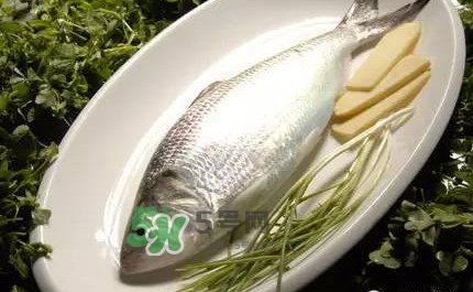 鰣魚的魚鱗能吃嗎？鰣魚為什么不去魚鱗