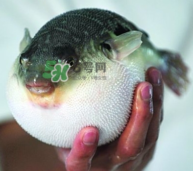 鰣魚和刀魚哪個(gè)貴？長(zhǎng)江三鮮哪個(gè)最貴