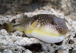 河鲀是淡水魚嗎？河鲀是哺乳動物嗎