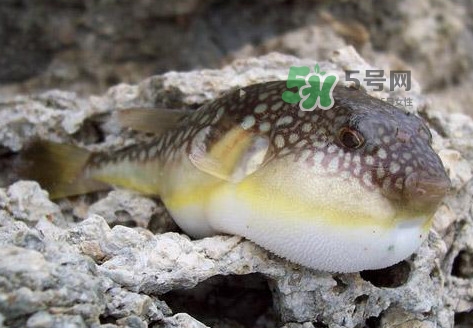 河豚究竟有多好吃？河豚最毒的部位是哪里