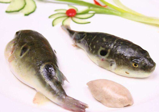 河豚中毒會(huì)產(chǎn)生幻覺嗎？河豚中毒多久發(fā)作