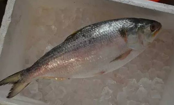 為什么吃清蒸海鰣魚都是半條？鰣魚有什么營養(yǎng)價(jià)值