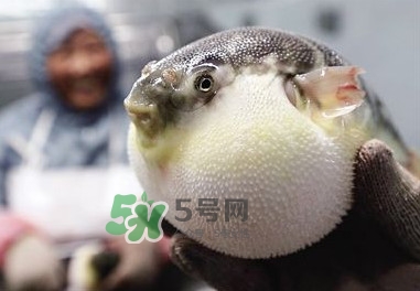 河豚魚是發(fā)物嗎？河豚魚為什么有毒