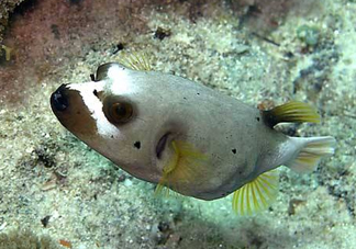 河豚魚是海鮮嗎？河豚魚是淡水魚嗎