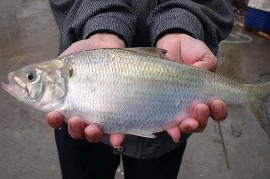 鰣魚是海魚還是淡水魚？鰣魚是發(fā)物嗎