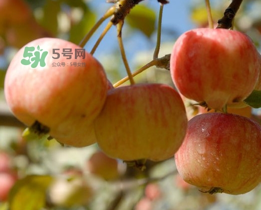 海棠果能直接吃嗎？海棠果可以吃嗎