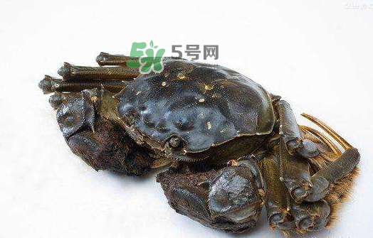 大閘蟹能活多久？大閘蟹可以活多久？