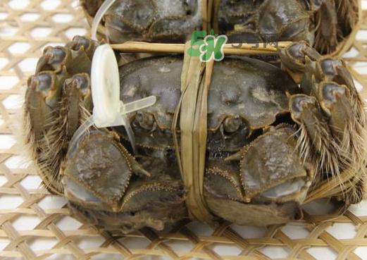 大閘蟹能活多久？大閘蟹可以活多久？
