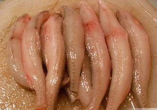 龍頭魚(yú)有刺嗎？龍頭魚(yú)有魚(yú)鱗嗎