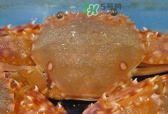 ?花蟹可以放冰箱嗎？花蟹怎么保存才新鮮？