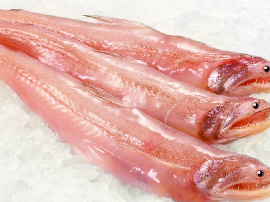 龍頭魚有刺嗎？龍頭魚有魚鱗嗎