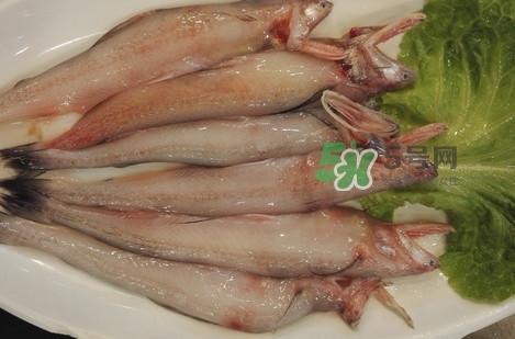 龍頭魚怎么殺？龍頭魚怎么處理？