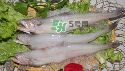 龍頭魚孕婦可以吃嗎？孕婦能吃龍頭魚嗎
