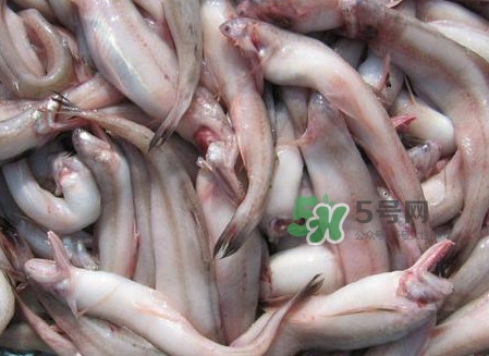龍頭魚(yú)可以冷凍嗎？龍頭魚(yú)怎么保存