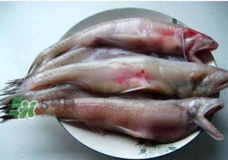 龍頭魚(yú)可以冷凍嗎？龍頭魚(yú)怎么保存