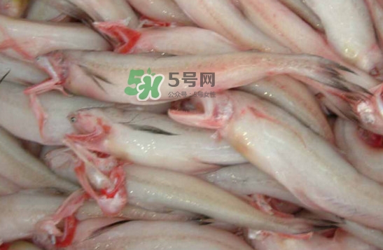 龍頭魚(yú)怎么炸？龍頭魚(yú)怎么做湯