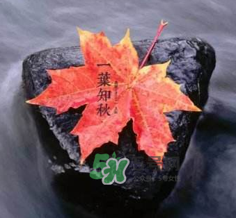 立秋后是不是早晚天氣涼？立秋后天氣有什么變化？