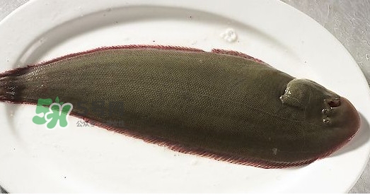 é¾åˆ©é­šå¤šå°‘éŒ¢ä¸€æ–¤ï¼Ÿé¾åˆ©é­šæ˜¯ä»€ä¹ˆé­š