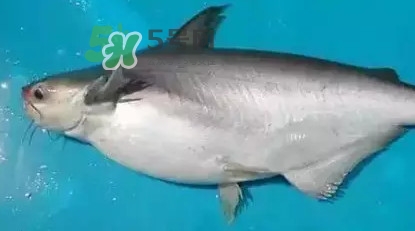 龍利魚怎么挑選？龍利魚與越南巴沙魚的區(qū)別