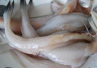 龍頭魚怎么殺？龍頭魚怎么處理？