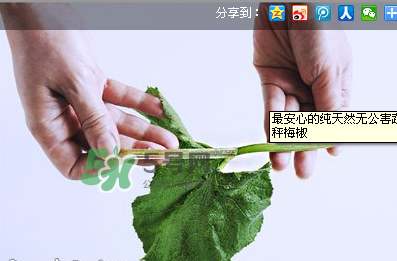 南瓜苗怎么做好吃？南瓜苗怎么撕？