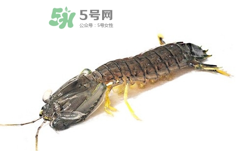 蝦蛄蝦殼怎么剝才好？蝦蛄怎么清洗