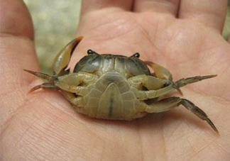 海螃蟹死了還能吃嗎？海螃蟹死了多久還能吃？