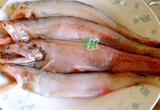 龍頭魚是什么魚？龍頭魚多少錢一斤？