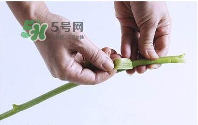 南瓜苗怎么做好吃？南瓜苗怎么撕？