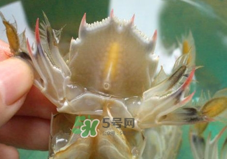 蝦蛄怎么吃？蝦蛄怎么做好吃？