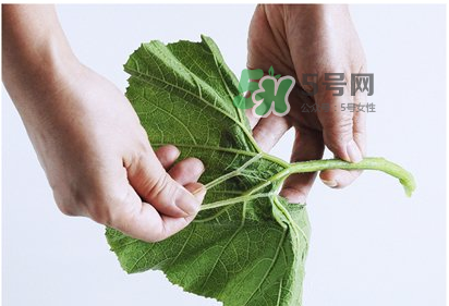南瓜苗怎么做好吃？南瓜苗怎么撕？