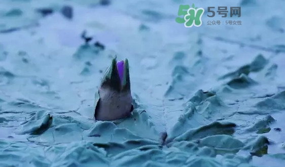 雞頭米是什么？雞頭米是芡實(shí)嗎