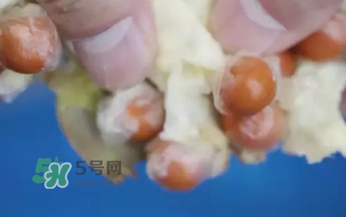 é›žé ­ç±³æ˜¯ä»€ä¹ˆï¼Ÿé›žé ­ç±³æ˜¯èŠ¡å¯¦å—Ž