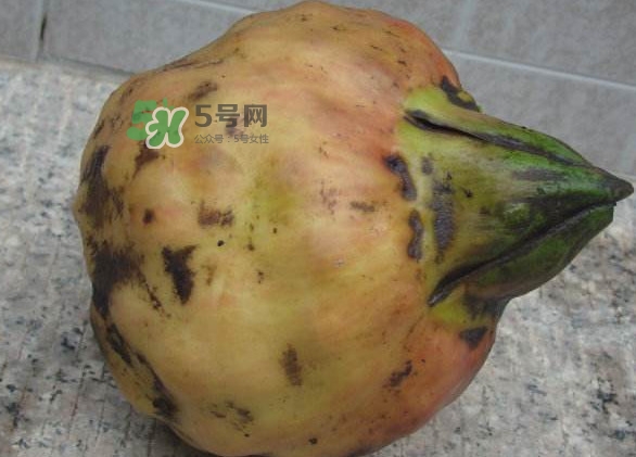 雞頭米是涼性的嗎？雞頭米是哪里的特產(chǎn)