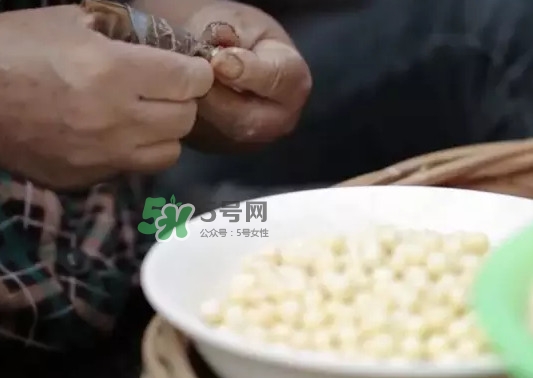 é›žé ­ç±³æ˜¯ä»€ä¹ˆï¼Ÿé›žé ­ç±³æ˜¯èŠ¡å¯¦å—Ž