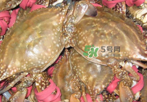 梭子蟹放冷藏還是冷凍？梭子蟹可以放速凍嗎？