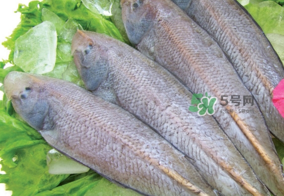 龍利魚有刺嗎？龍利魚有魚鱗嗎