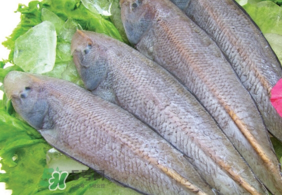 龍利魚(yú)有寄生蟲(chóng)嗎？龍利魚(yú)有假的嗎