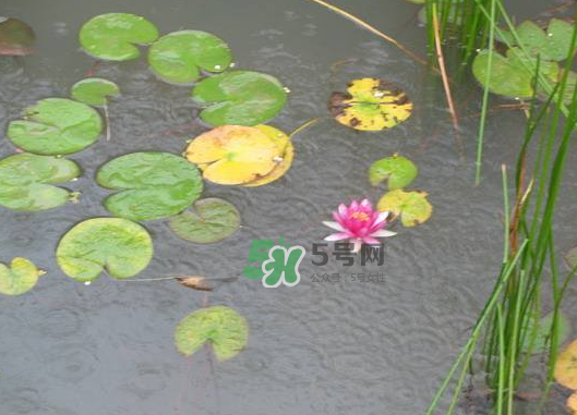 2017處暑會(huì)下雨嗎？處暑會(huì)下雨好嗎？