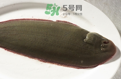 活的龍利魚(yú)怎么保存？新鮮龍利魚(yú)能放多久