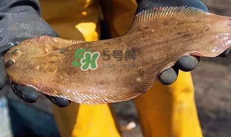 龍利魚是淡水魚嗎？龍利魚是巴沙魚嗎
