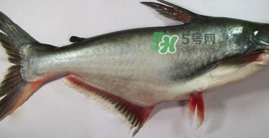龍利魚是淡水魚嗎？龍利魚是巴沙魚嗎