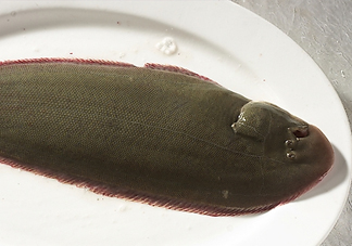 活的龍利魚怎么保存？新鮮龍利魚能放多久